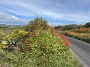 flowers walk